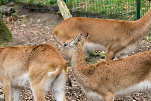 動物園の庭でクローズ アップの雌鹿