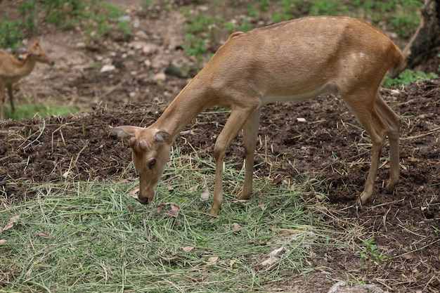 The female deer in garden at thailand