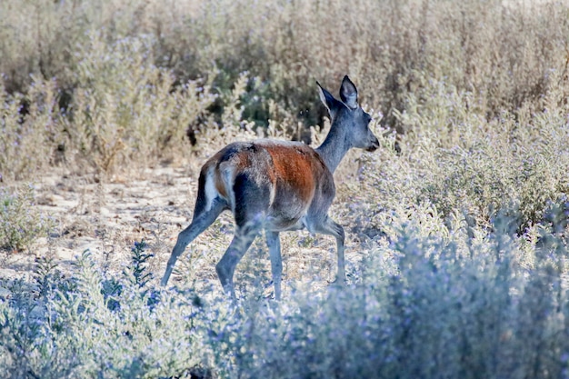 Female deer in national park.