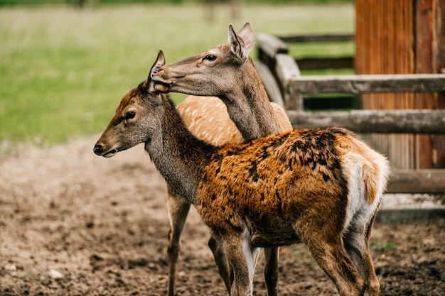 Female deer taking care of her child.