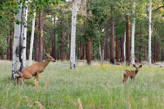 female deer with calf in the green background