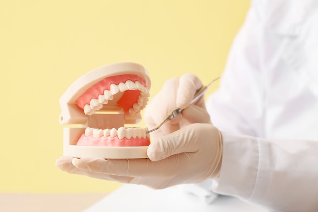 Female dentist with model of jaw and tool, closeup