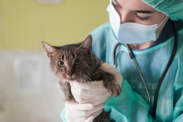 수술실에 있는 동물 병원의 여의사가 수의학 검진을 받을 준비가 된 귀여운 아픈 고양이