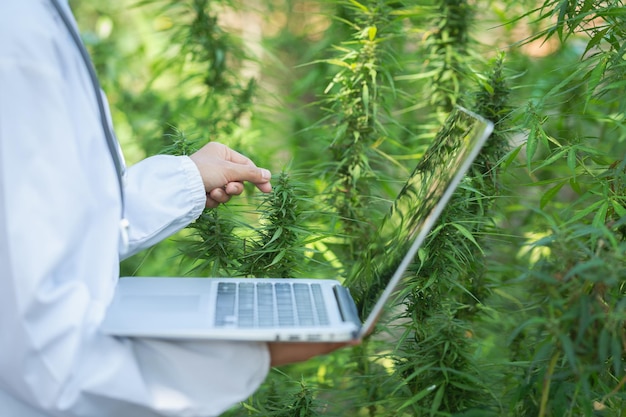 Фото Женщина-врач проверяет и исследует растения каннабиса марихуаны альтернативная травяная медицина