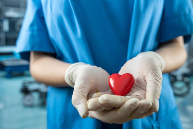 Женщина-врач или медсестра в синих мундирных перчатках держит маленькое красное сердце в операционной в больнице