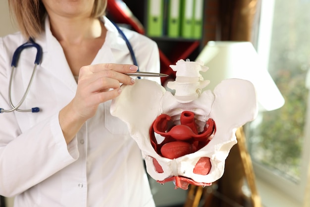 Female doctor points on model of female pelvis in her hands