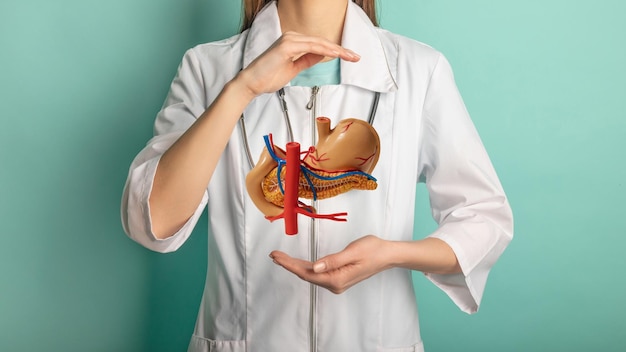 Фото Женщина-врач со стетоскопом держит в руках макет желудка концепция помощи и ухода