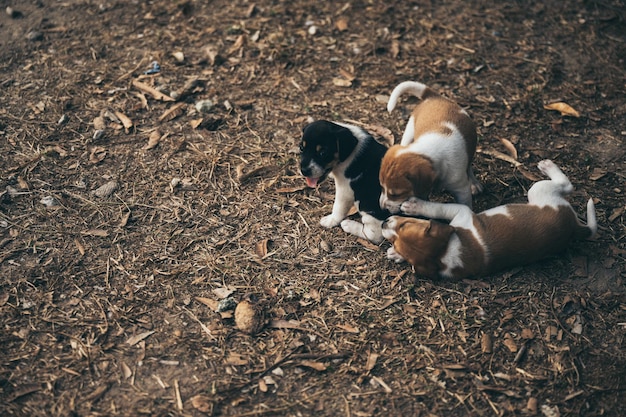 Female dog standing outside an entrance gate sticking tongue out while feeding multiple new born puppies on the streets during day