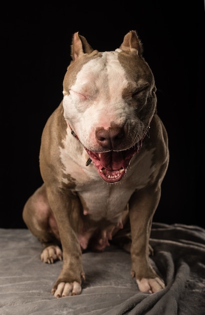 アメリカンブリーの犬のメスは黒い背景で繁殖します