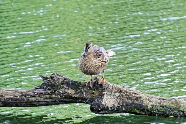 丸太の上で休んでいる雌のアヒル。湖のアヒル。丸太の上に立っているアヒル。