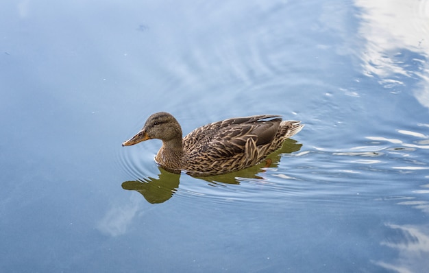 Female duck swims in the lake