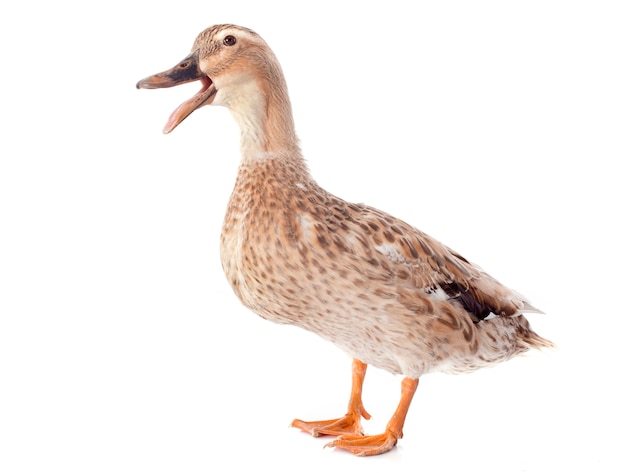 Female duck