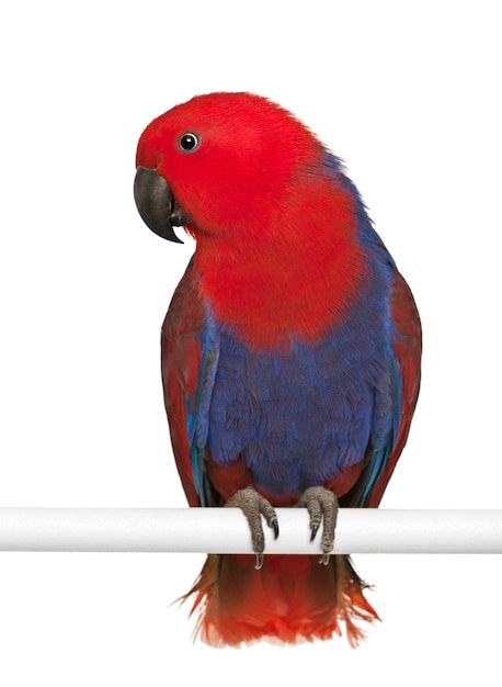 女性のオオハナインコ、Eclectus roratus、白い背景の前にとまる