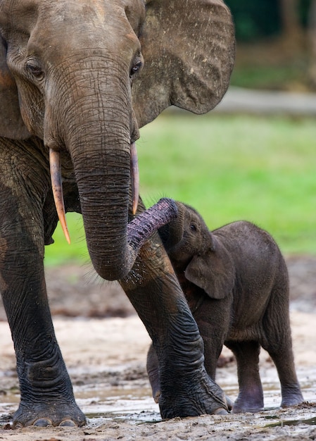 Female elephant with a baby. Central African Republic. Republic of Congo. Dzanga-Sangha Special Reserve.