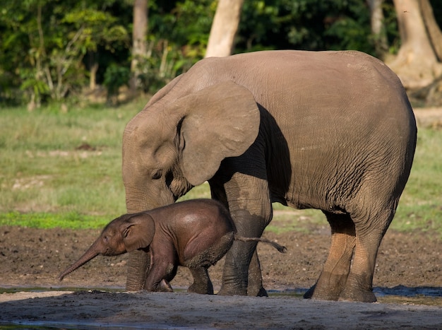 아기와 함께 여성 코끼리