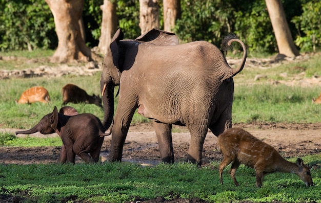 Photo female elephant with a baby