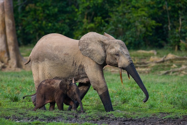 Female elephant with a baby 