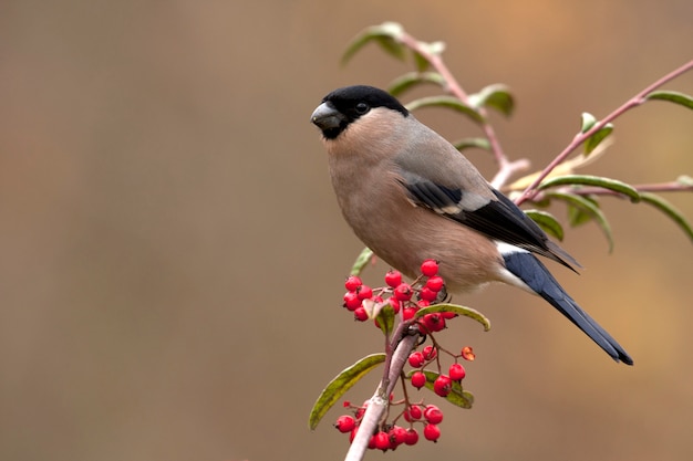 Female of Eurasian bullfinch