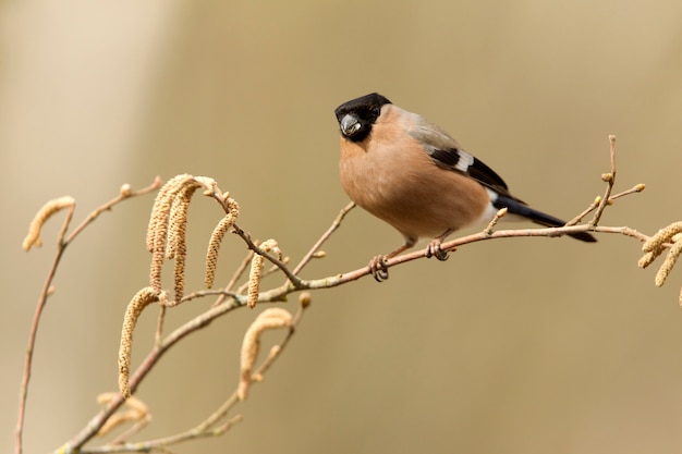 Female of Eurasian bullfinch