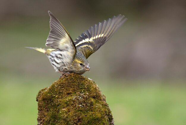 ユーラシアマヒワ、シジュウカラ、鳥、歌の緑、動物、Carduelis spinusの女性