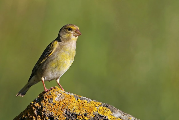 Photo female of european greenfinch, birds, song birds, passerine, greenfinch, chloris chloris