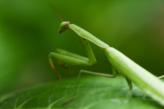 葉の上の女性のヨーロッパのカマキリ