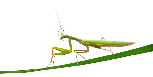 Female European Mantis or Praying Mantis Mantis religiosa on blade of grass isolated