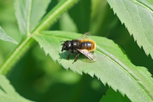 Female European orchard mason bee on a green leaf against a blurred background