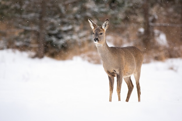 Female of european roe dear standing in the snowy weather on the meadow