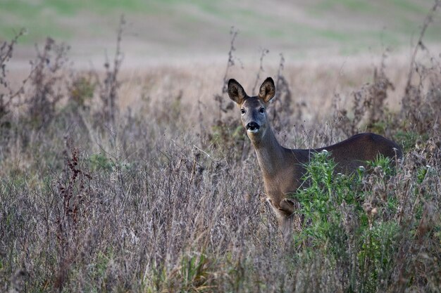 스크럽 분야의 암컷 유럽 노루(Capreolus capreolus)