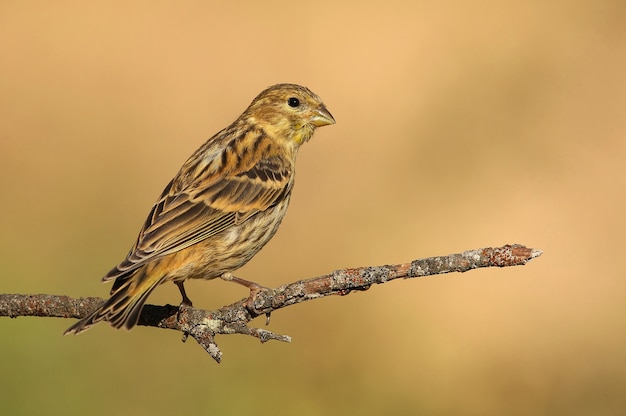 Photo female of european serin, birds, song bird, passerine, serinus serinus, serin