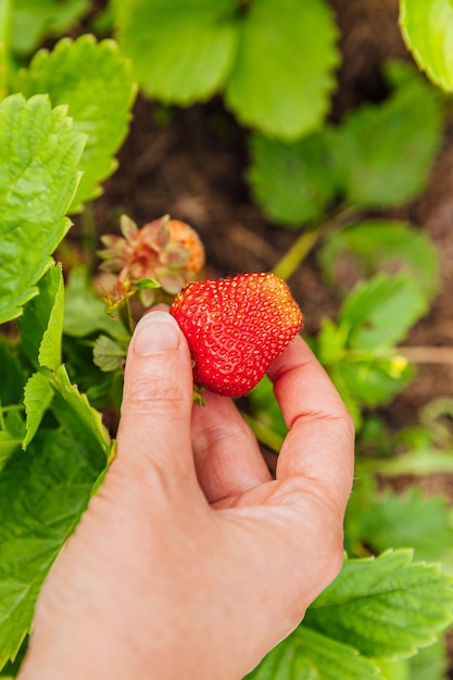 Female farm worker hand harvesting red fresh ripe organic strawberry in garden