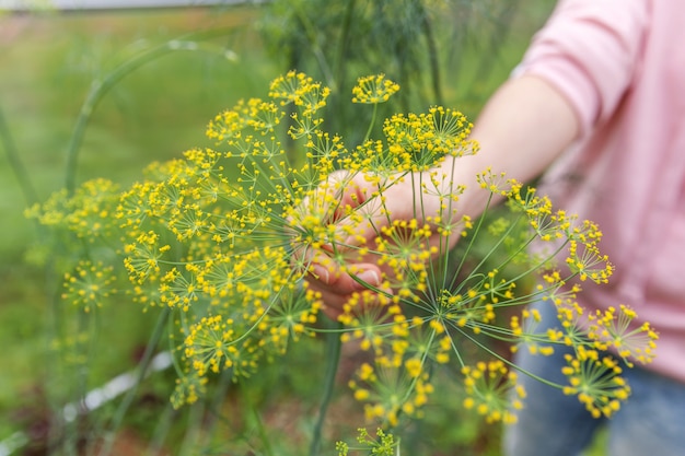 Female farm worker harvesting green fresh dill