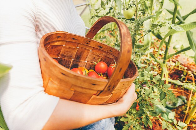 Female farm worker harvesting ripe tomatoes