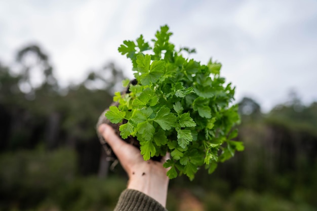 female farmer in an agriculture field holding a parsley plant in the rain in australia