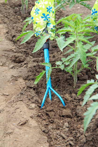 장갑을 낀 여성 농부가 물을 준 후 작은 정원 갈퀴를 사용하여 녹색 토마토 덤불 주변의 흙을 풀고 있다