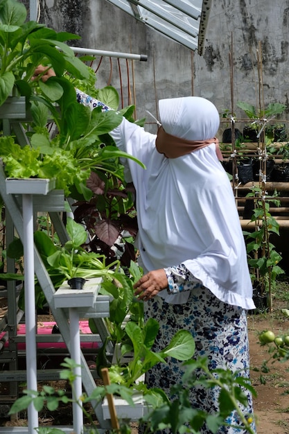 水耕栽培の庭で野菜を収穫するヒジャブの女性農家。ほうれん草、ケール、からし菜。