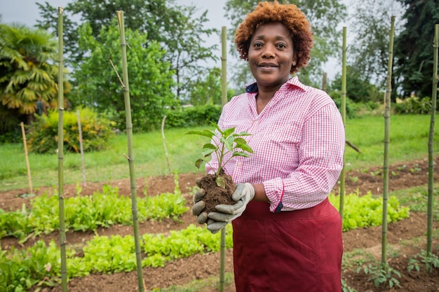 女性農家は、手にトマト植物を持って、緑の親指の概念を植える準備ができています