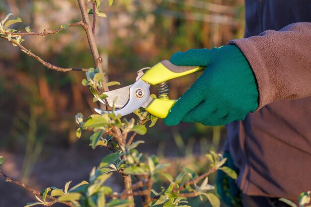 Female farmer look after the garden. Spring pruning of fruit tree. Woman with pruner shears the tips of pear tree.