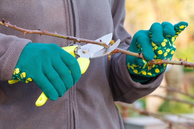 La contadina si prende cura del giardino. potatura primaverile dei cespugli di rose. la donna con il potatore taglia le punte del cespuglio di rose.