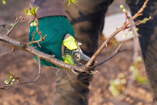 Female farmer look after the garden Woman with pruner shears the tips of plum tree