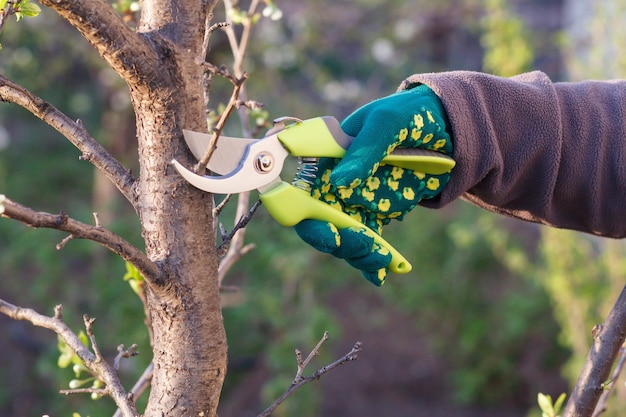 Female farmer look after the garden Woman with pruner shears the tips of plum tree