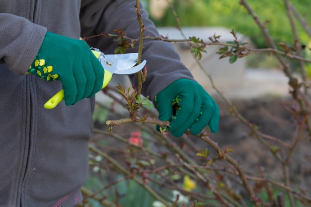 Female farmer look after the garden Woman with pruner shears the tips of rose bush