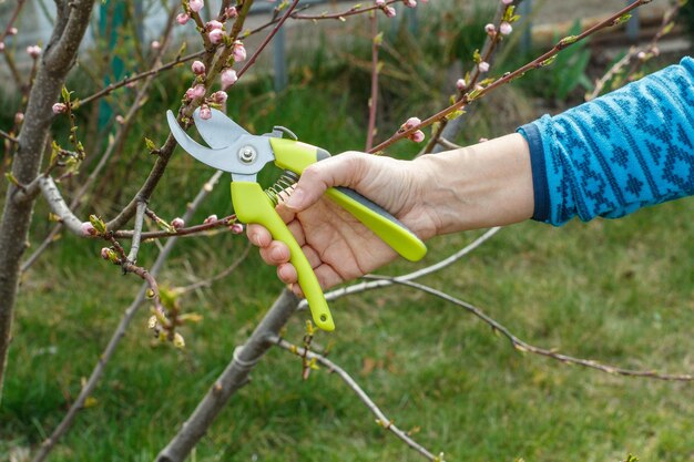 Female farmer looks after the garden Spring pruning of fruit tree