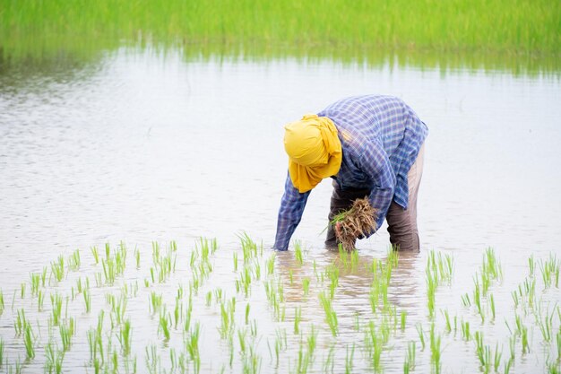 The Female Farmer planting on the organic paddy rice farmland in the rainy