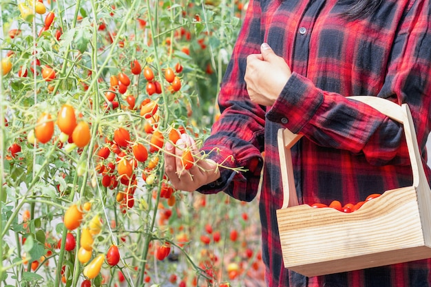 Foto coltivatore femminile in una piantagione di pomodori