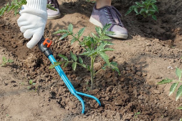 Фермерка в белых перчатках рыхлит почву вокруг куста зеленых помидоров с помощью небольших ручных садовых граблей