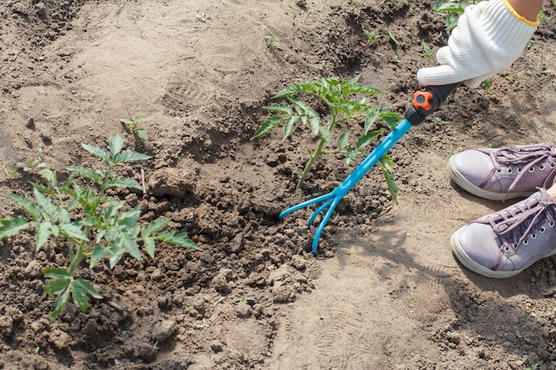 Female farmer in white gloves is loosening soil around green tomato bushe using small hand garden rake