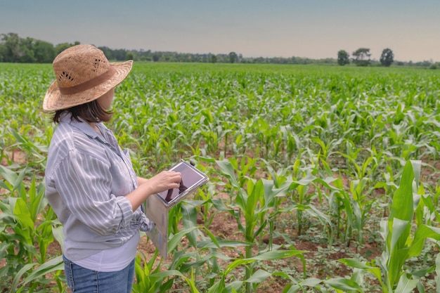 Female farmer working at corn farmcollect data on the growth of
corn plantsshe holding tablet touch pad computer