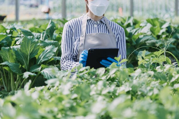 female farmer working early on farm holding wood basket of fresh vegetables and tablet